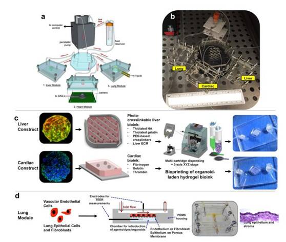 3D打印技术与多器官微流控芯片 融合创新的设计及研发之路